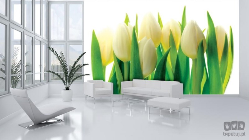Fototapeta białe tulipany