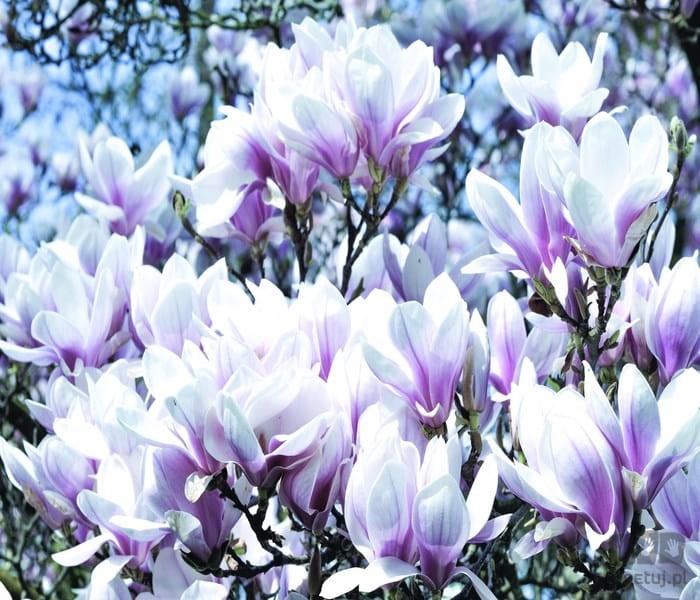 Fototapeta Kwitnące magnolie 1618