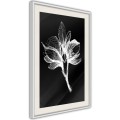 Plakat - Biała roślina