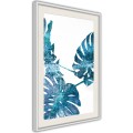 Plakat - Szafirowa monstera