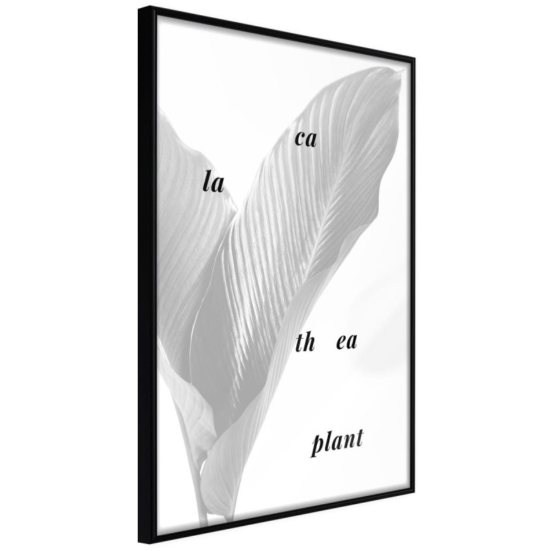 Plakat - Liście kalatei