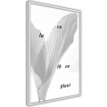 Plakat - Liście kalatei