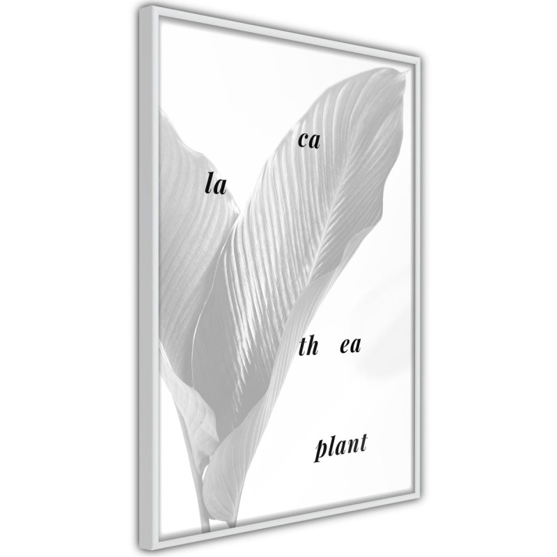 Plakat - Liście kalatei