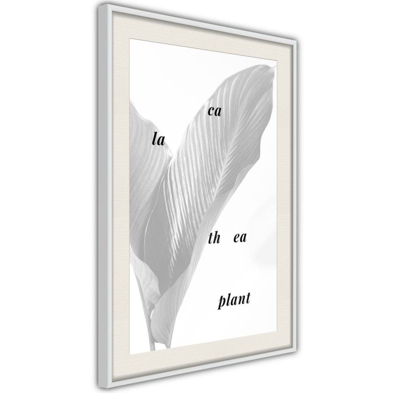 Plakat - Liście kalatei