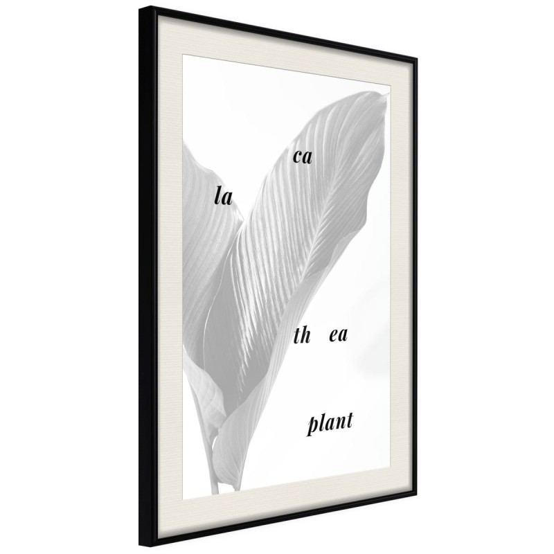 Plakat - Liście kalatei