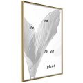 Plakat - Liście kalatei