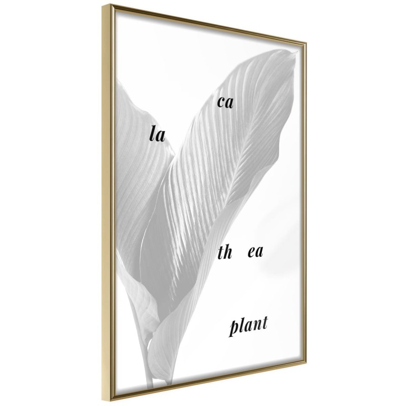 Plakat - Liście kalatei