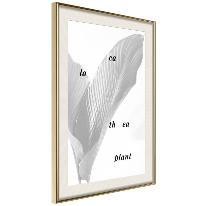Plakat - Liście kalatei