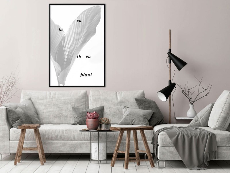 Plakat - Liście kalatei
