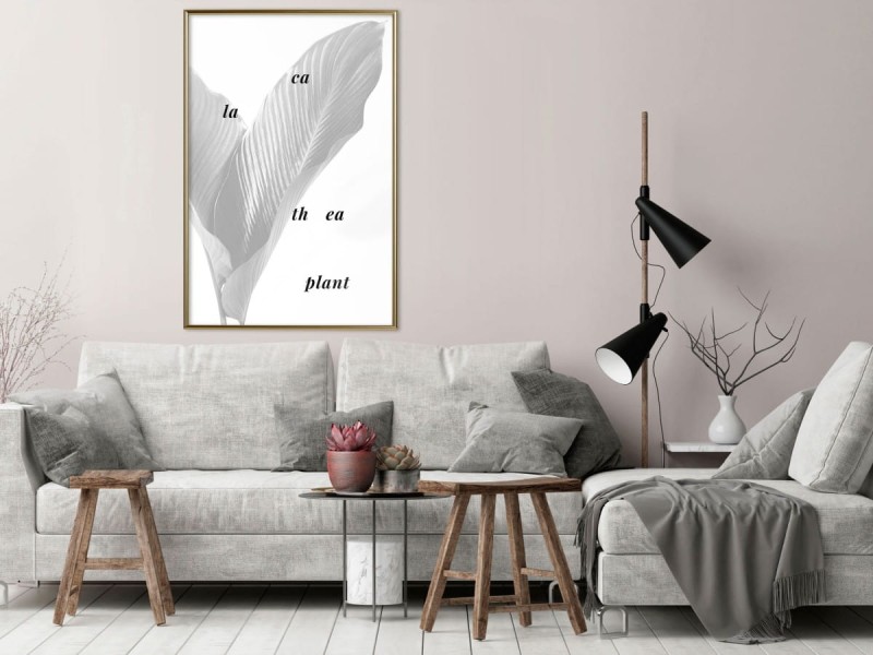 Plakat - Liście kalatei