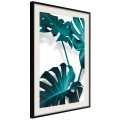 Plakat - Turkusowa monstera II