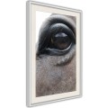 Plakat - Łagodne oczy