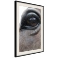 Plakat - Łagodne oczy
