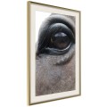 Plakat - Łagodne oczy