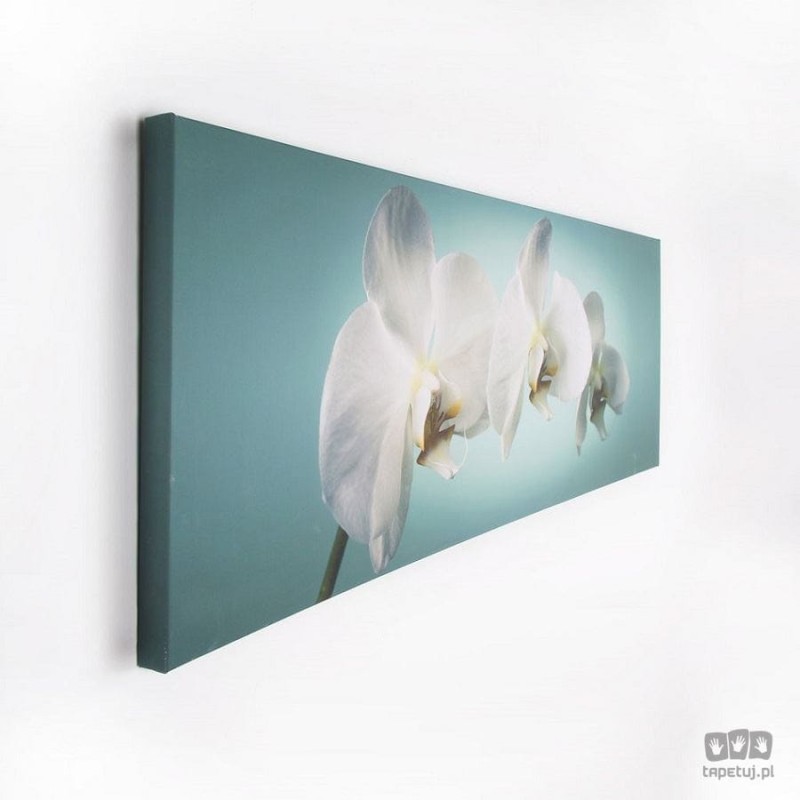 Obraz Orchidea 40-615
