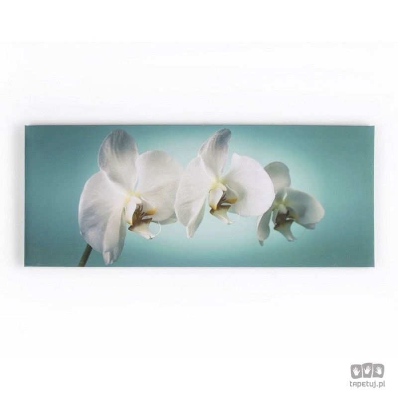 Obraz Biała orchidea