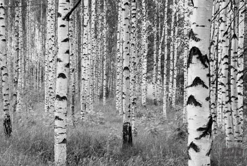 Fototapeta Woods XXL4-023