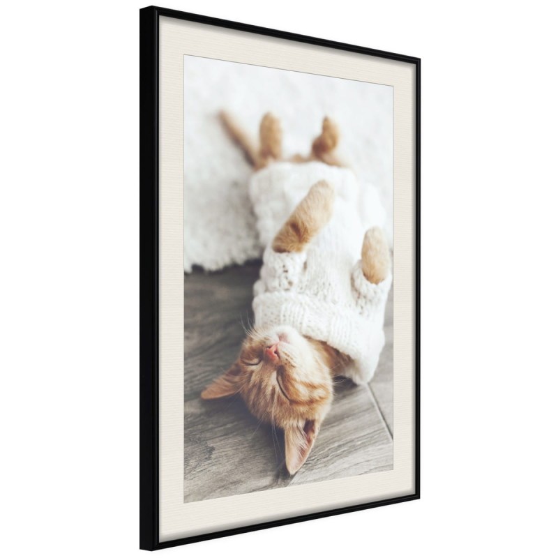 Plakat - Kocie życie