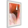 Plakat - Płatki tulipana