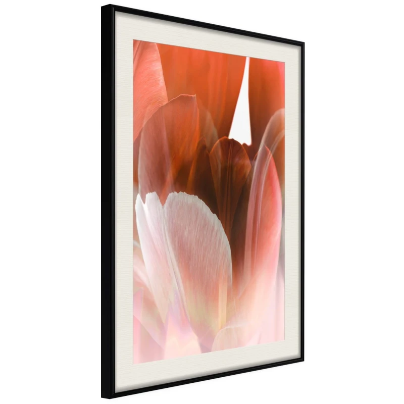 Plakat - Płatki tulipana