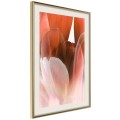 Plakat - Płatki tulipana