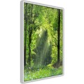 Plakat - Leśna ścieżka