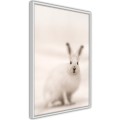Plakat - Zaciekawiony królik