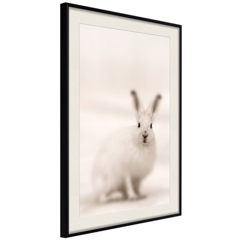 Plakat - Zaciekawiony królik