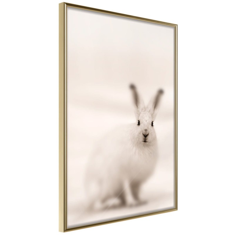Plakat - Zaciekawiony królik