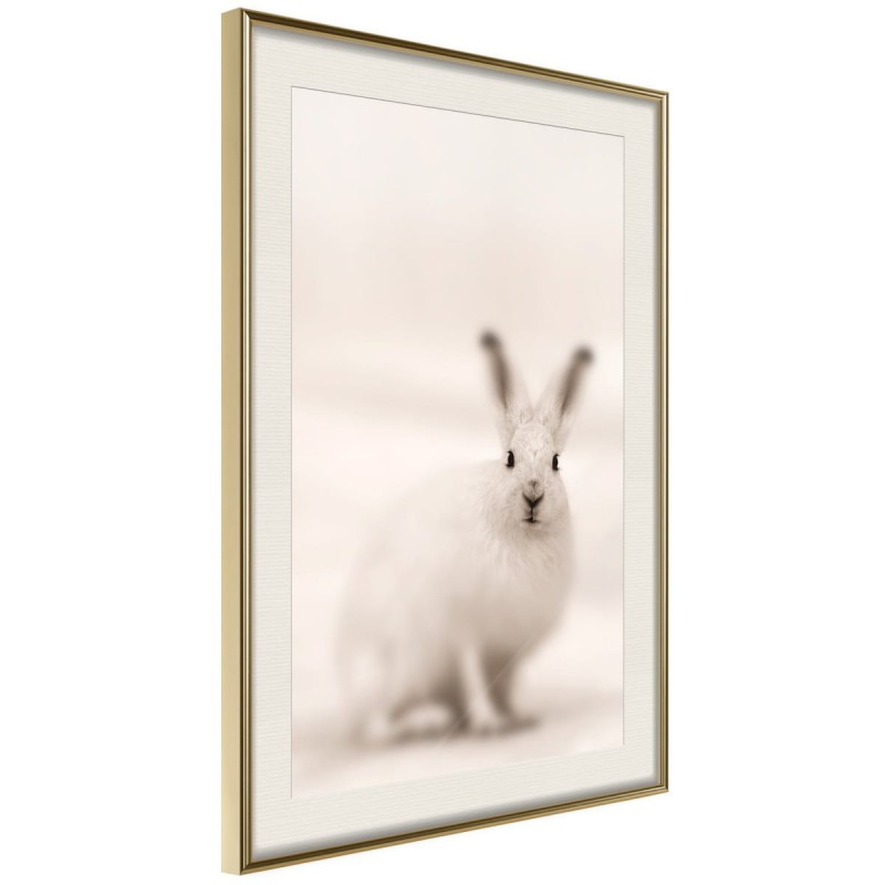 Plakat - Zaciekawiony królik