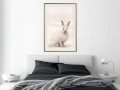 Plakat - Zaciekawiony królik