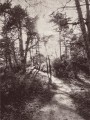 Fototapeta Into the Woods 309020 Eijffinger