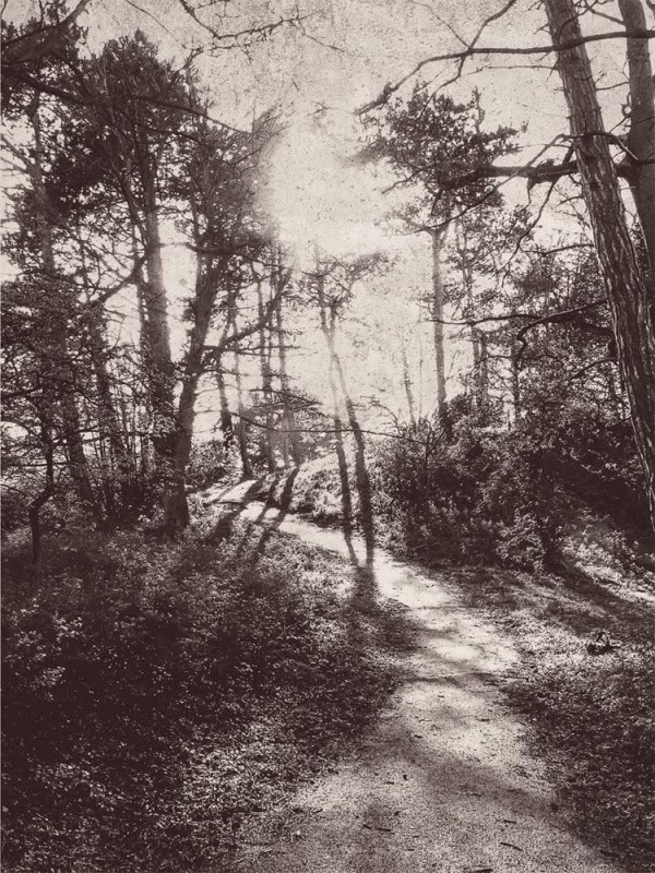 Fototapeta Into the Woods 309020 Eijffinger