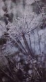 Fototapeta Acanthus 309026 Eijffinger
