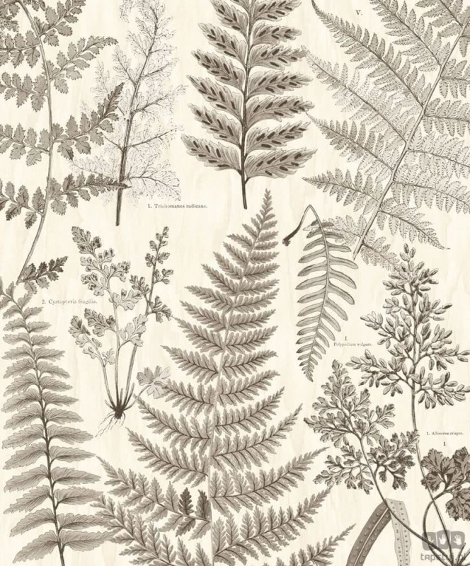 Fototapeta Herbarium 309018 Eijffinger