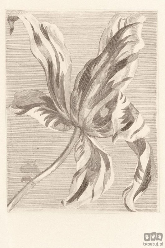 Fototapeta Tulip Teyler 309032 Eijffinger