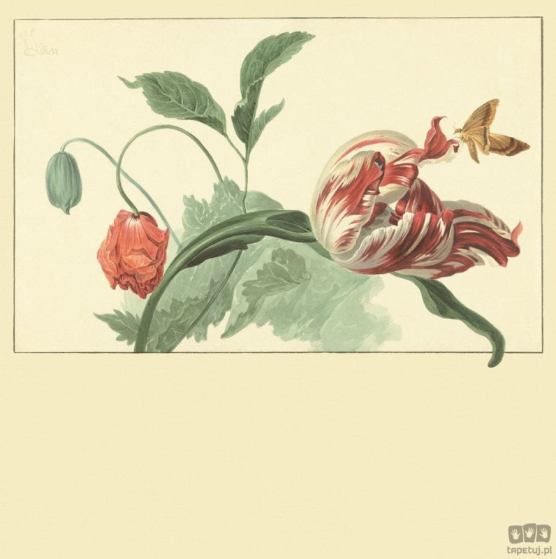 Fototapeta Tulip and Poppy 309033 Eijffinger