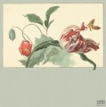 Fototapeta Tulip and Poppy 309034 Eijffinger