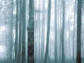 Fototapeta Mysterious Forest 309144 Eijffinger