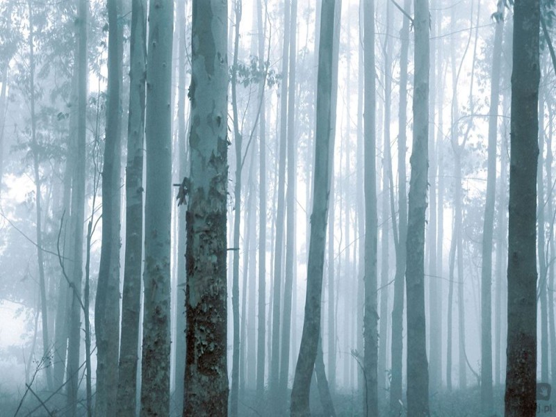 Fototapeta Mysterious Forest 309144 Eijffinger