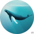 Fototapeta Whale Watching D1-081