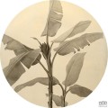 Fototapeta Banana Plant D1-095