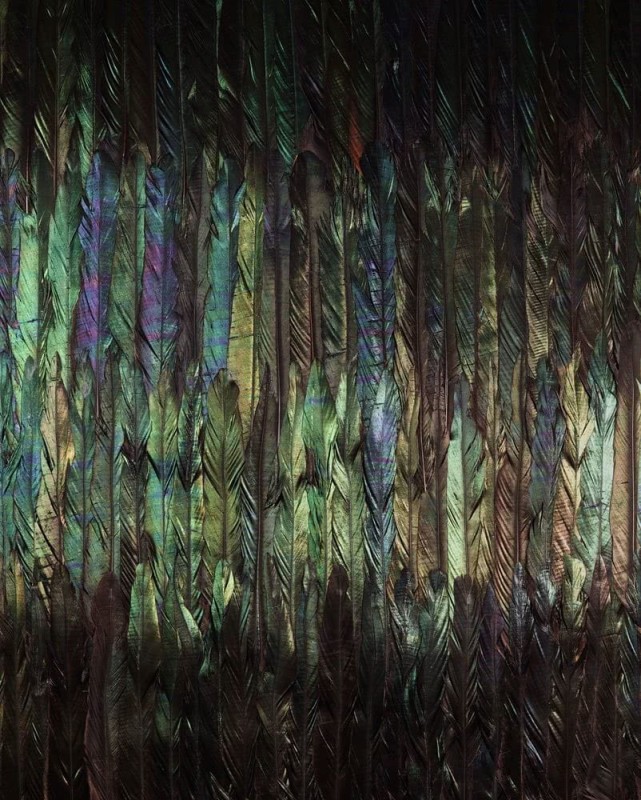 Fototapeta Dark Wings X4-1081