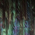 Fototapeta Dark Wings X4-1081