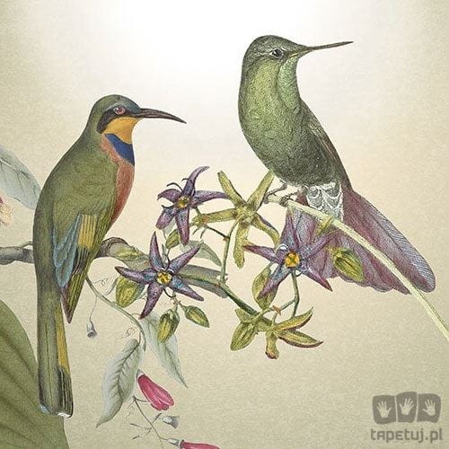 Fototapeta Wildlife Birds X4-1100