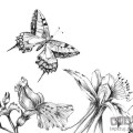 Fototapeta Butterfly Field X8-1085