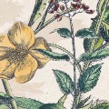 Fototapeta Flowering Herbs X4-1011