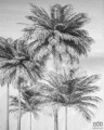 Fototapeta Cocco X4-1019
