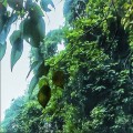 Fototapeta Rainforest X4-1024