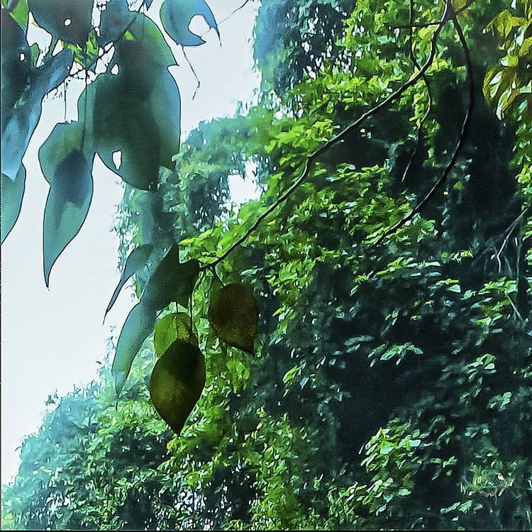 Fototapeta Rainforest X4-1024